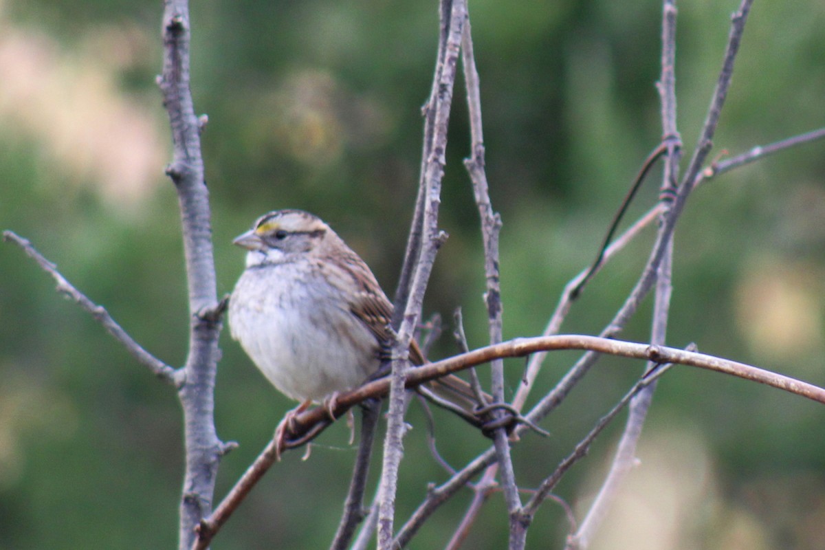 White-throated Sparrow - ML496105151