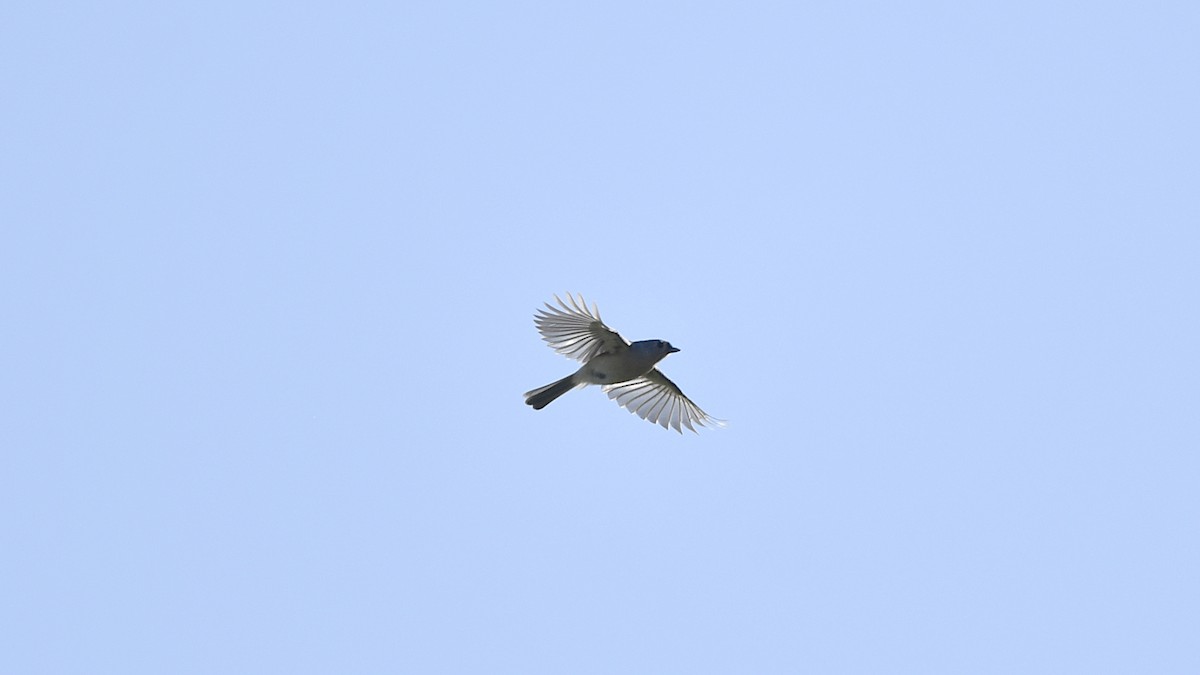 Tufted Titmouse - ML496106411