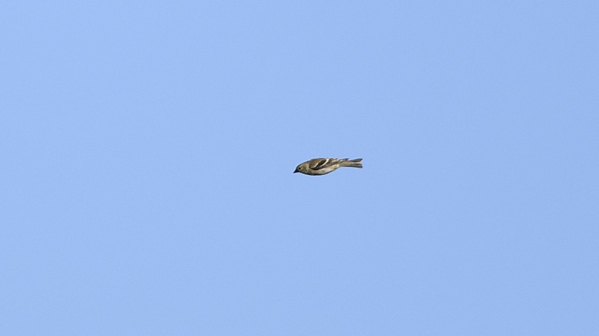 American Goldfinch - ML496106671