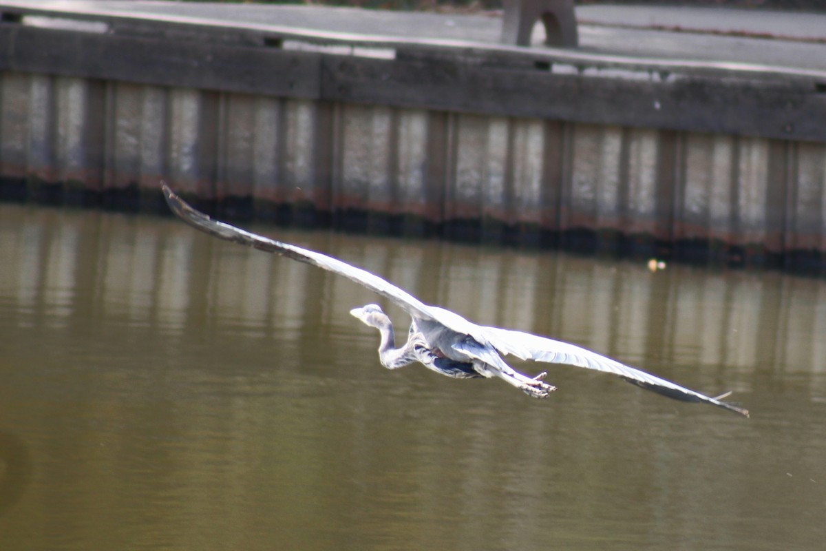 Great Blue Heron (Great Blue) - ML496106941