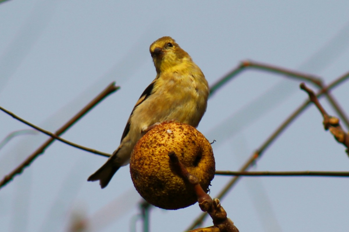 Chardonneret jaune - ML496107011