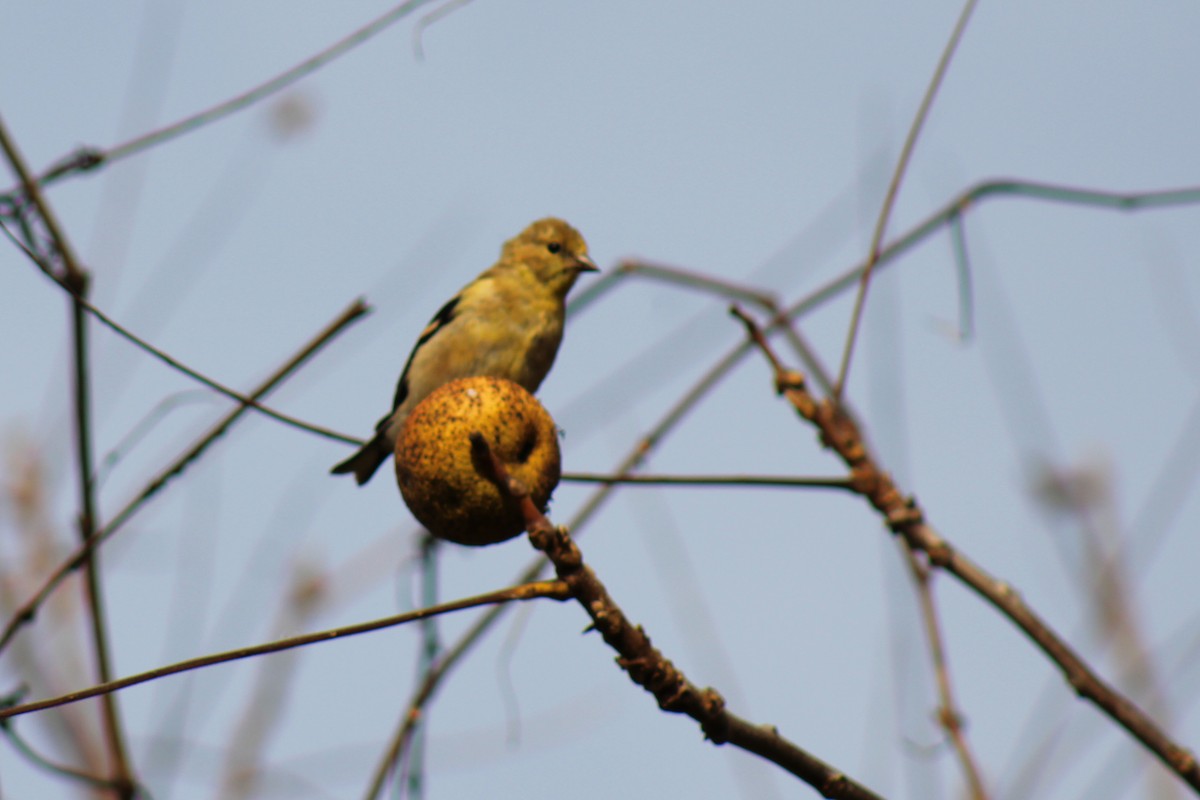 Chardonneret jaune - ML496107071