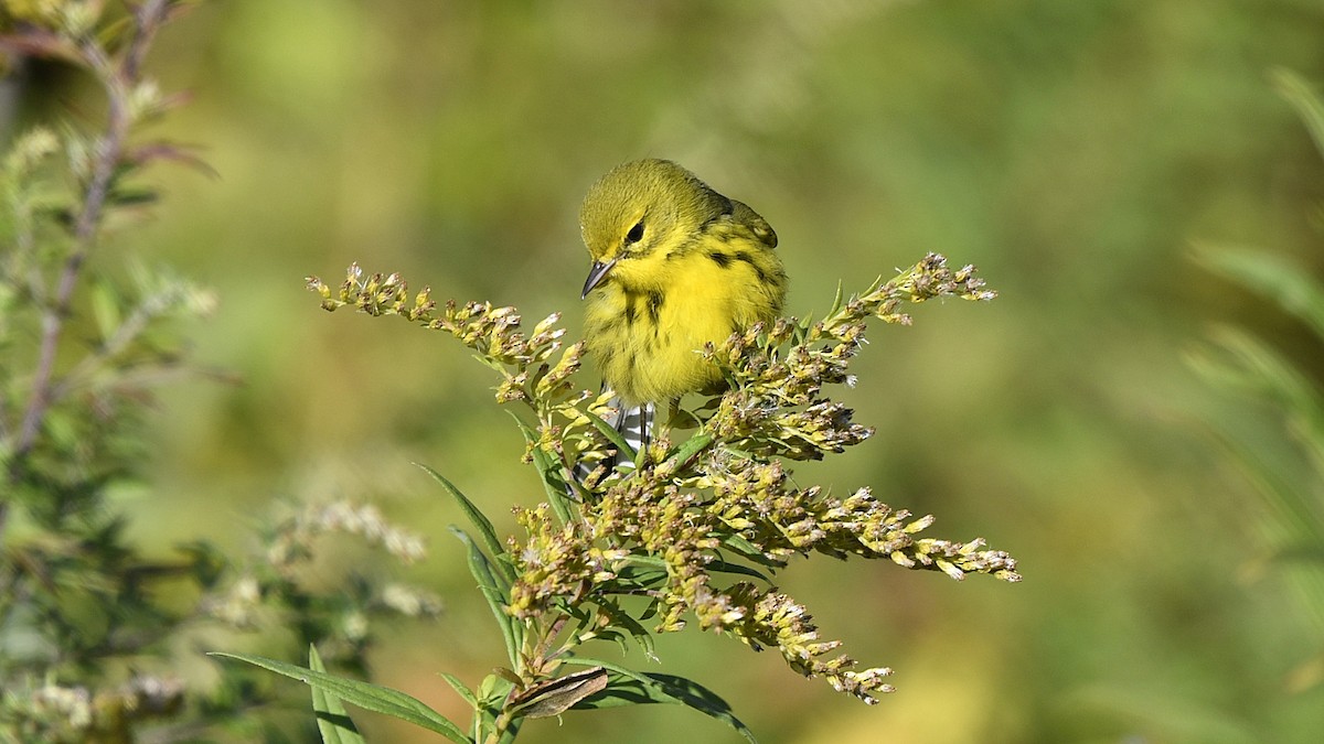 Prairie Warbler - M B