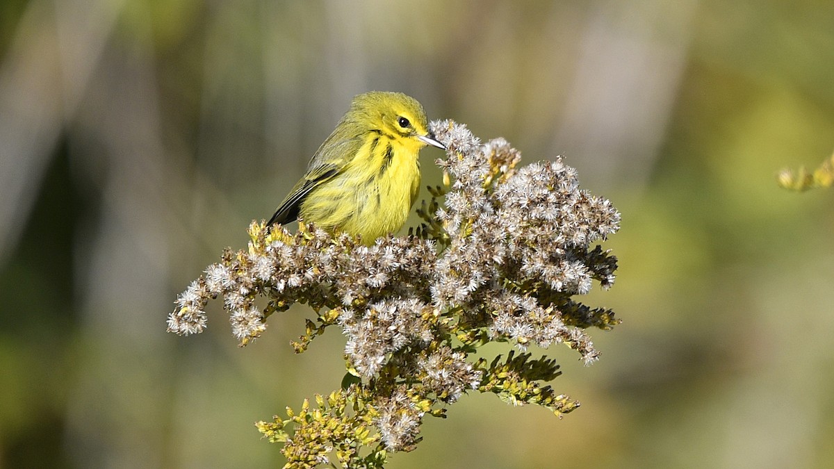 Prairie Warbler - M B