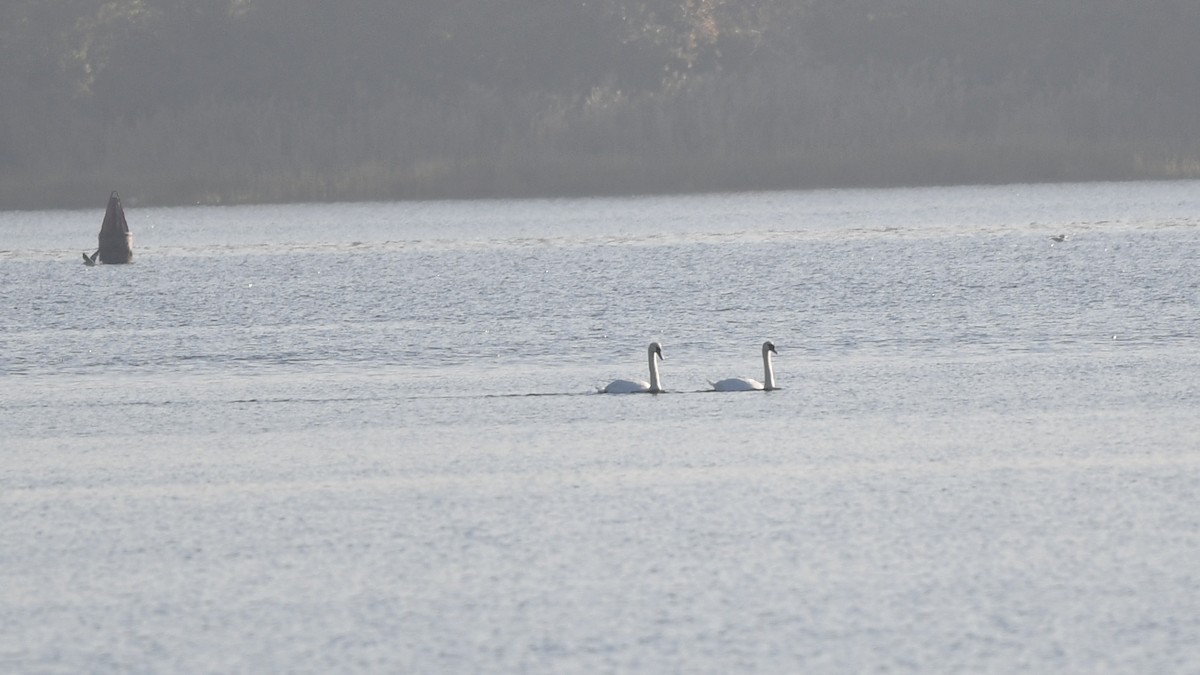 Cygne tuberculé - ML496108401