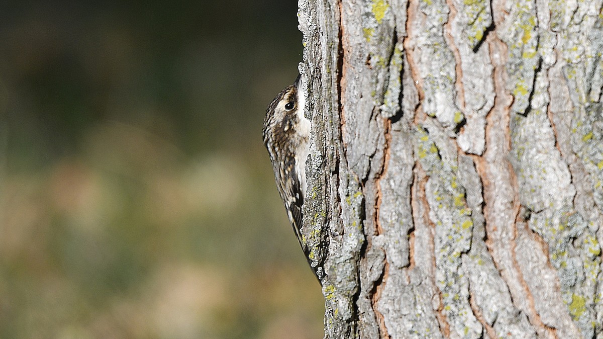 Brown Creeper - ML496108551
