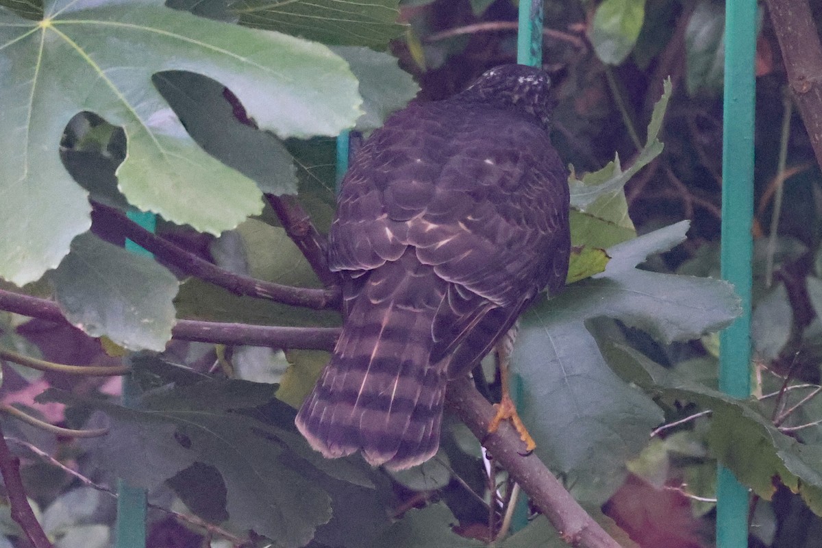 Eurasian Sparrowhawk - ML496108591