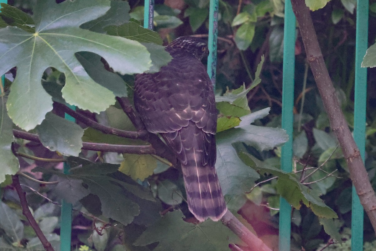 Eurasian Sparrowhawk - ML496108601