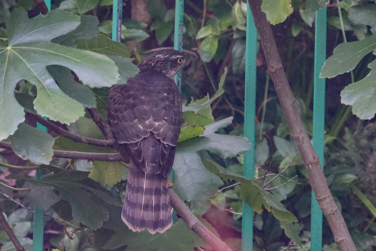 Eurasian Sparrowhawk - ML496108611