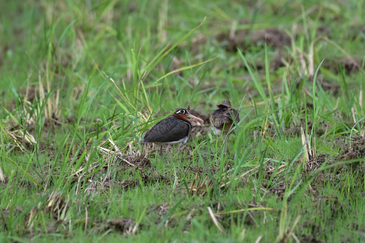 Greater Painted-Snipe - ML496109181