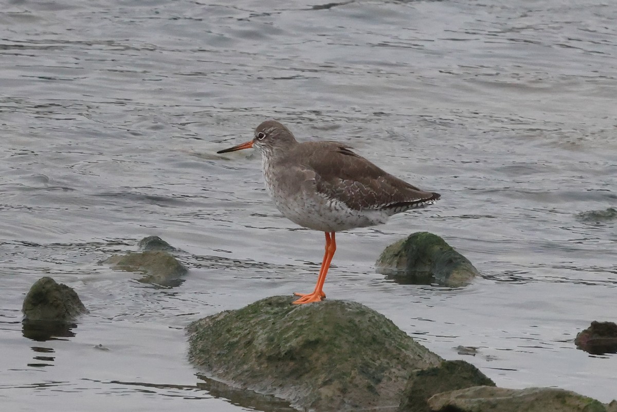 Common Redshank - ML496110441