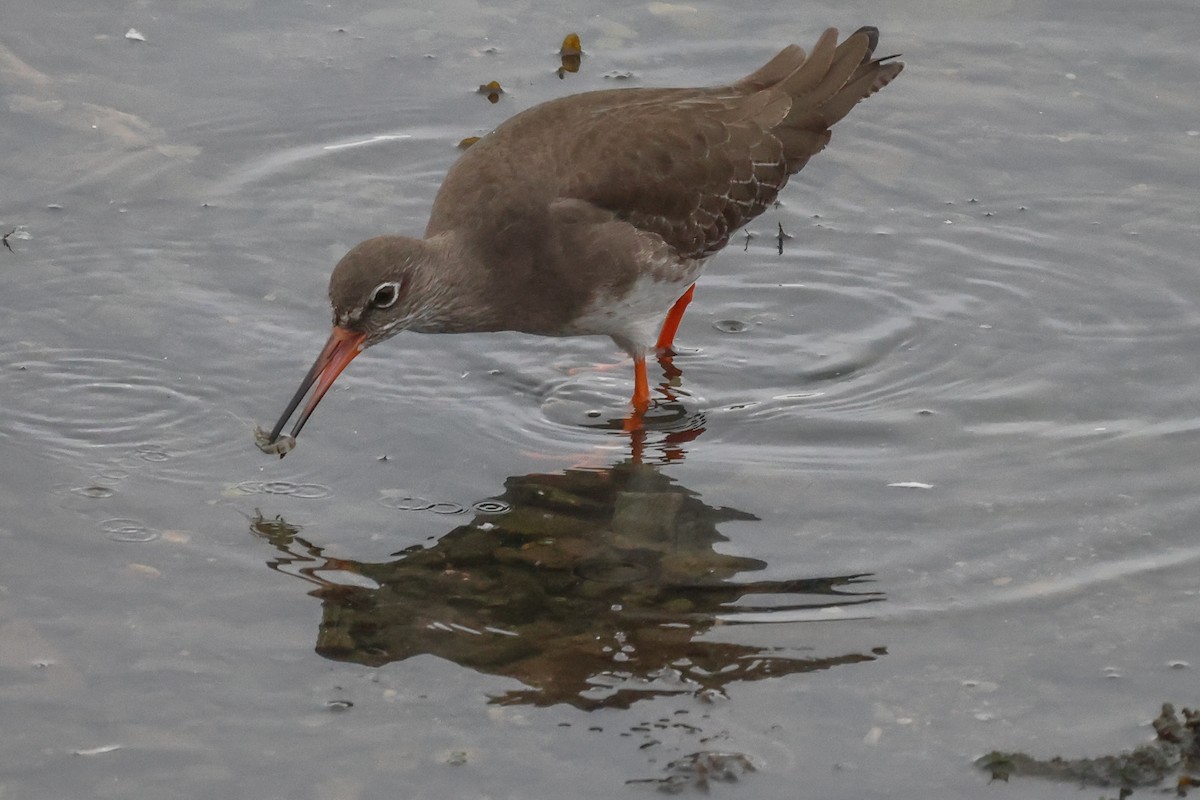 Common Redshank - ML496110461