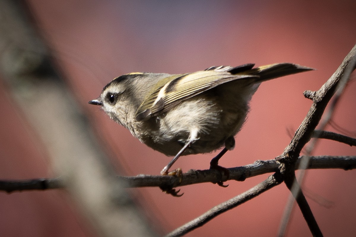 Golden-crowned Kinglet - ML496110941