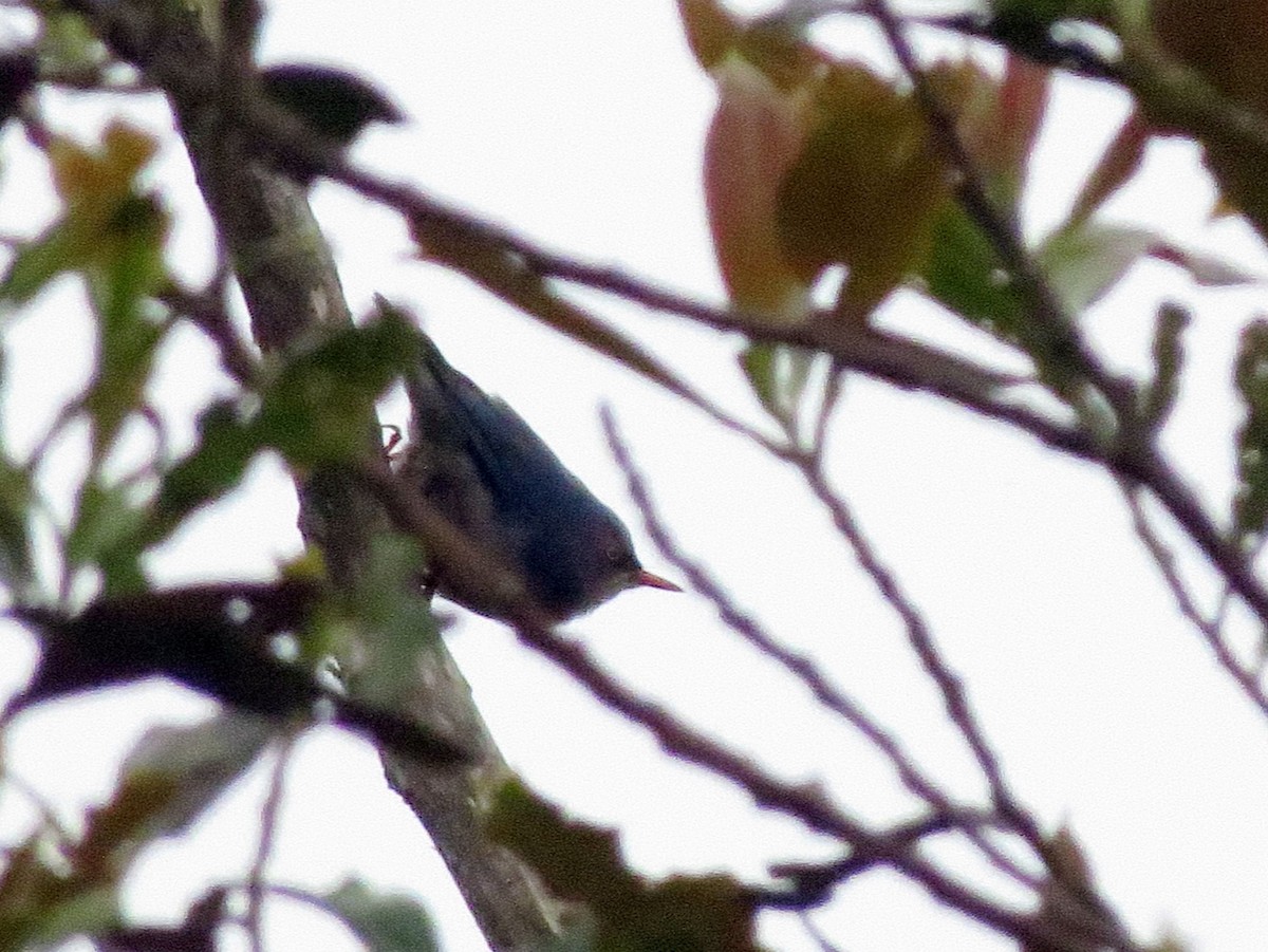 Velvet-fronted Nuthatch - ML496114101