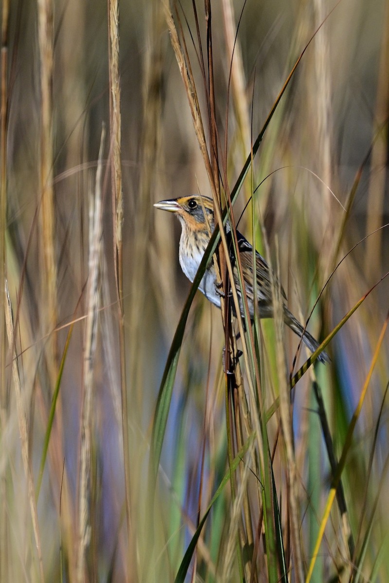 Saltmarsh Sparrow - ML496114691