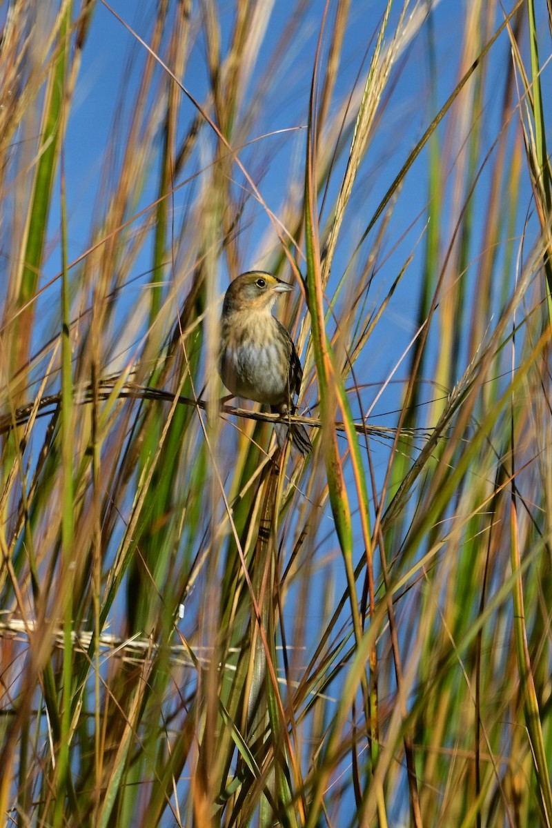 Nelson's Sparrow - ML496114811