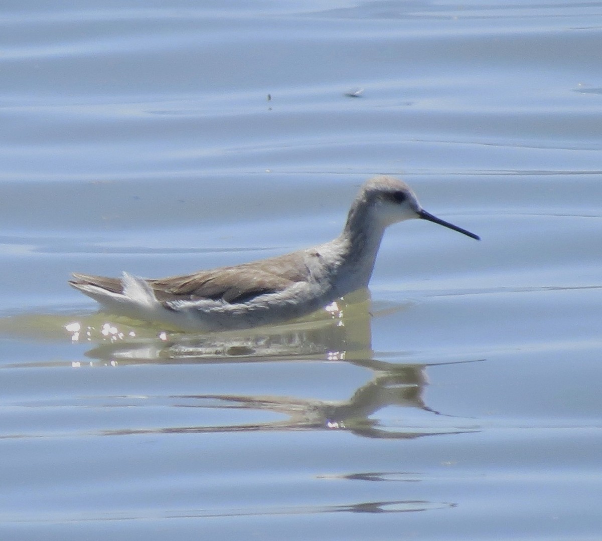 Wilson's Phalarope - Daniel Camacho