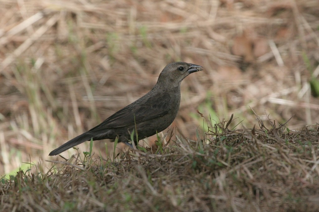 Shiny Cowbird - ML49611491