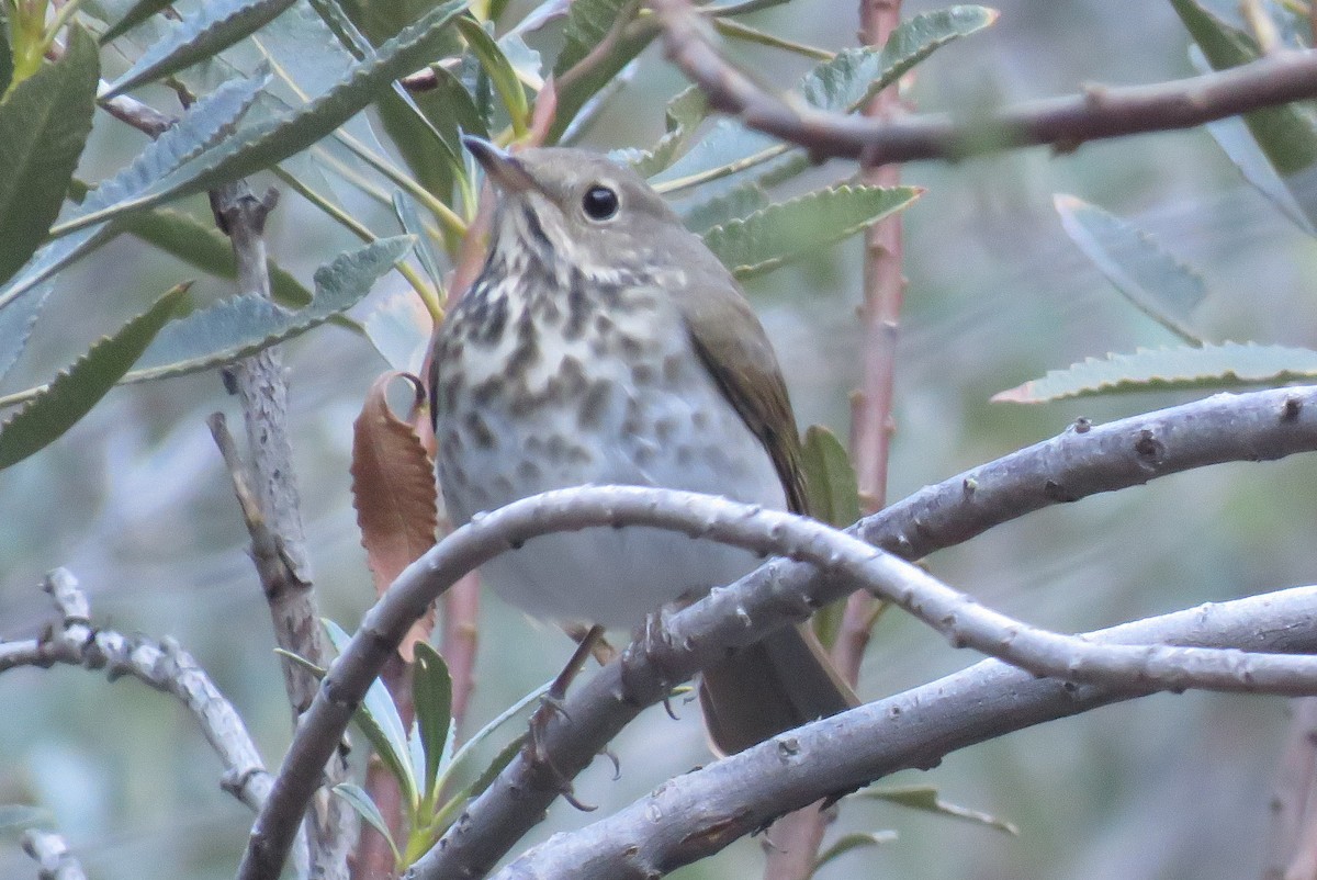 Hermit Thrush - ML496115461