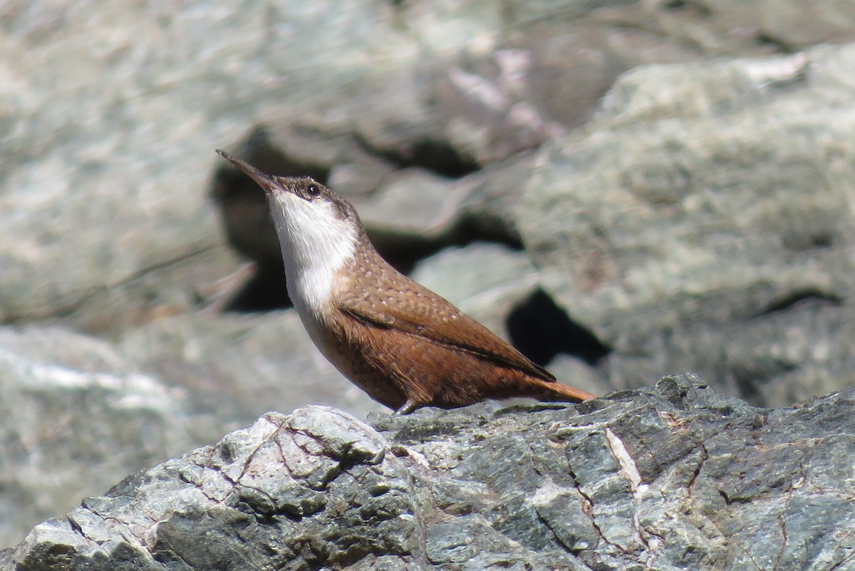 Canyon Wren - ML496115491