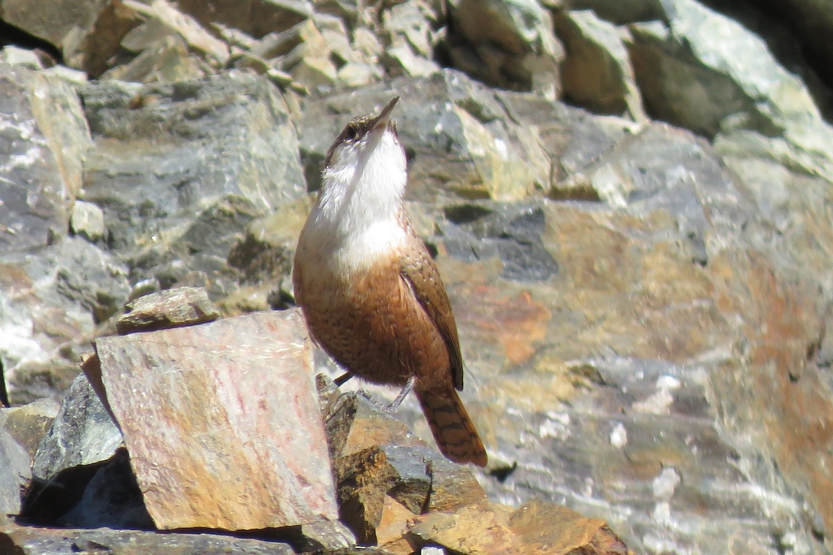 Canyon Wren - ML496115501
