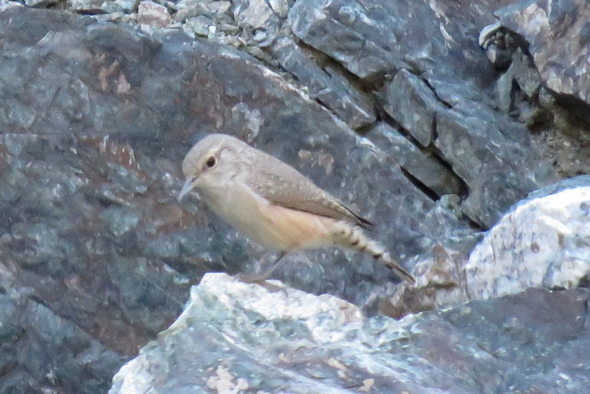 Rock Wren - ML496115531