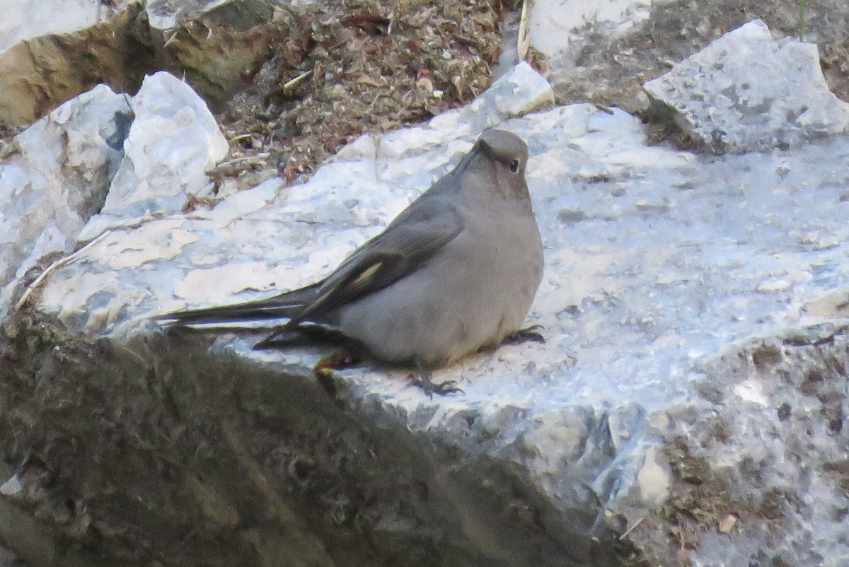 Townsend's Solitaire - ML496115541