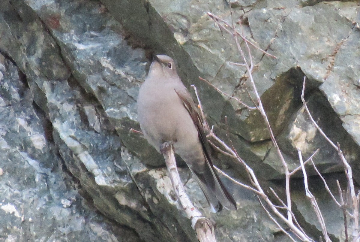Townsend's Solitaire - ML496115551