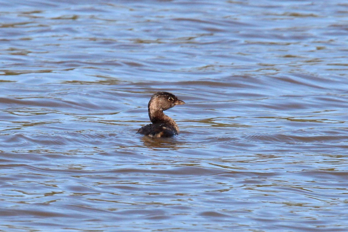 Pied-billed Grebe - ML496116171