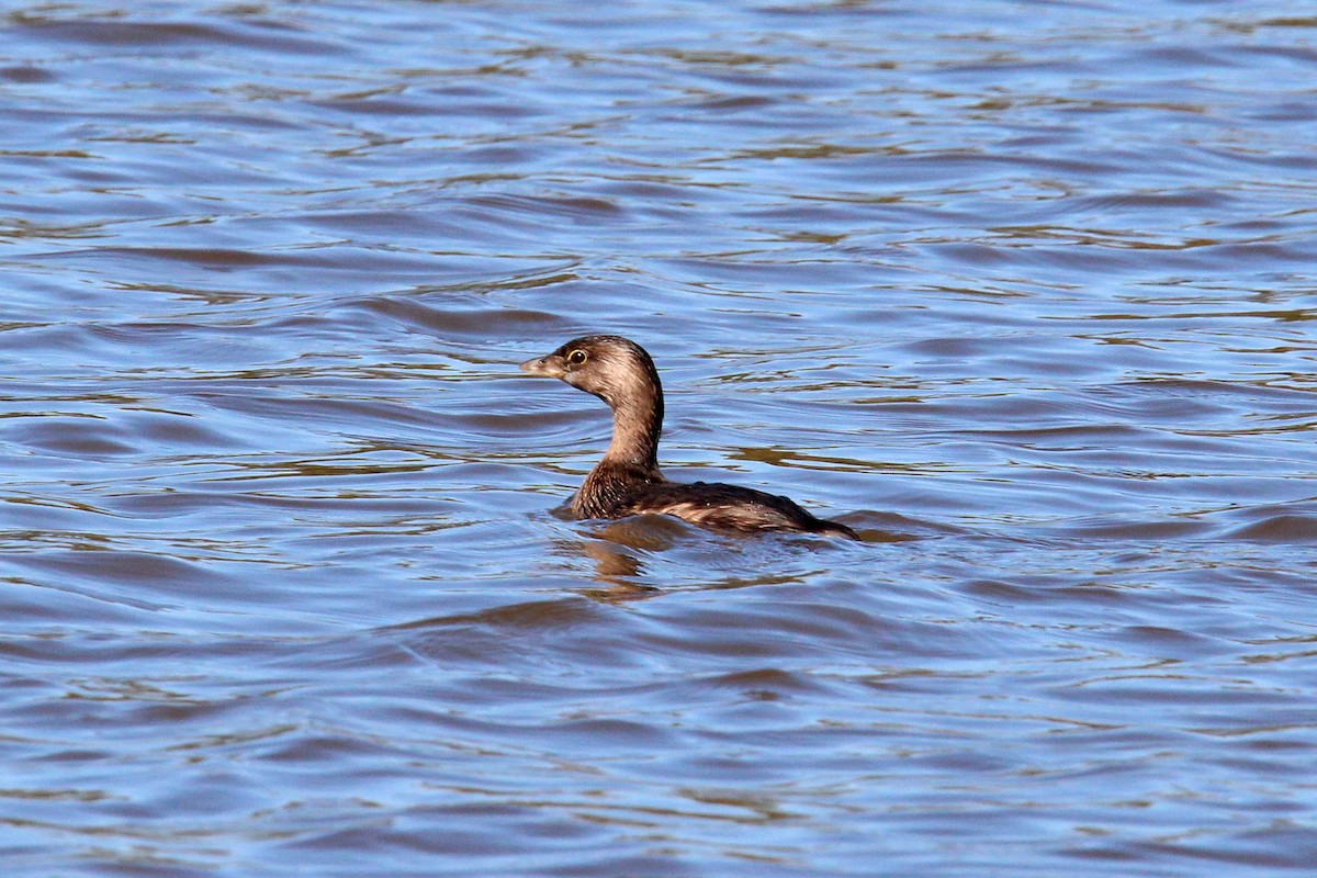 Pied-billed Grebe - ML496116181