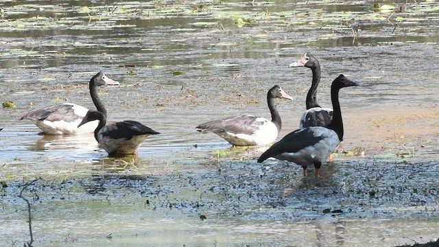 Magpie Goose - ML496117801