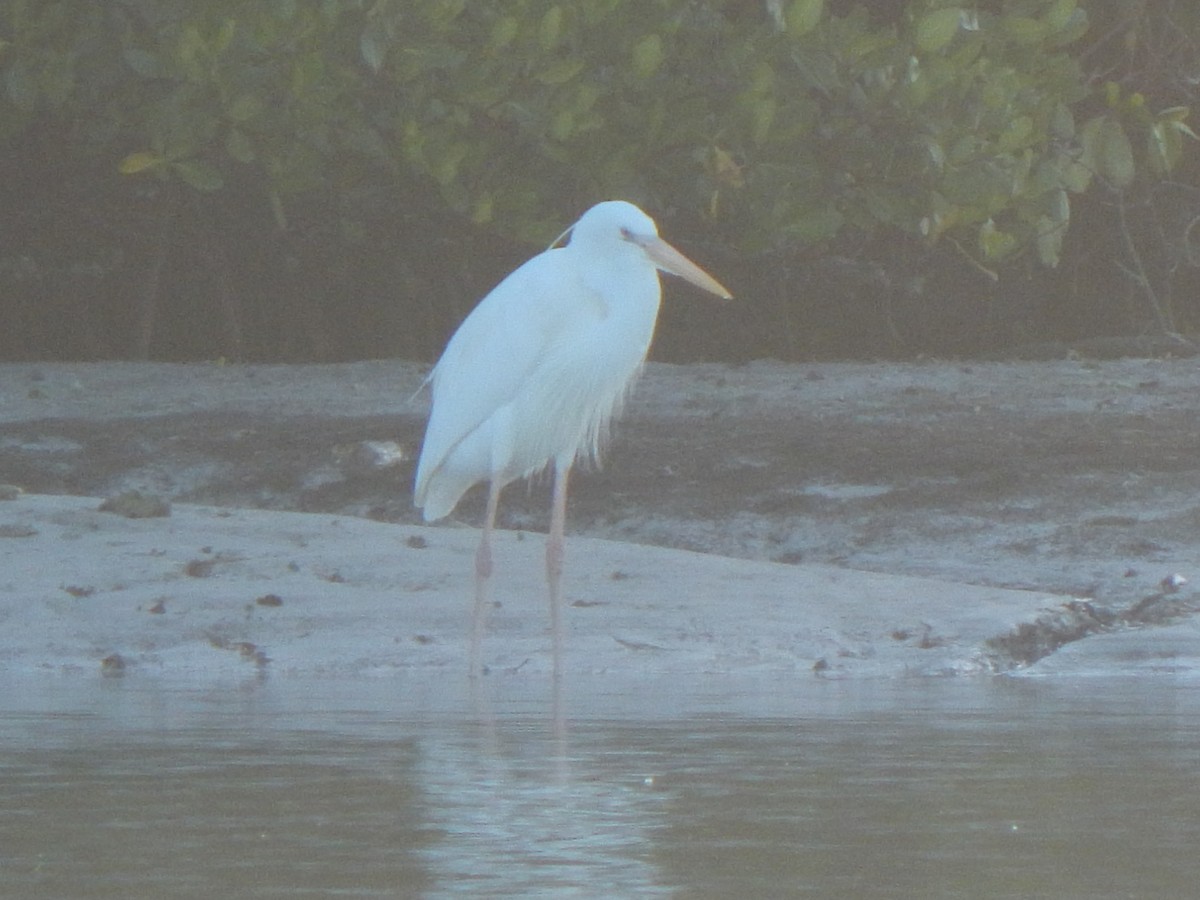 Great Blue Heron (Great White) - Sky Kardell