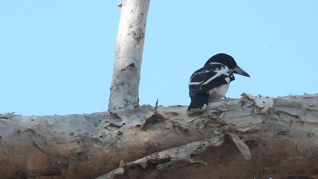 Black-backed Butcherbird - ML496118681