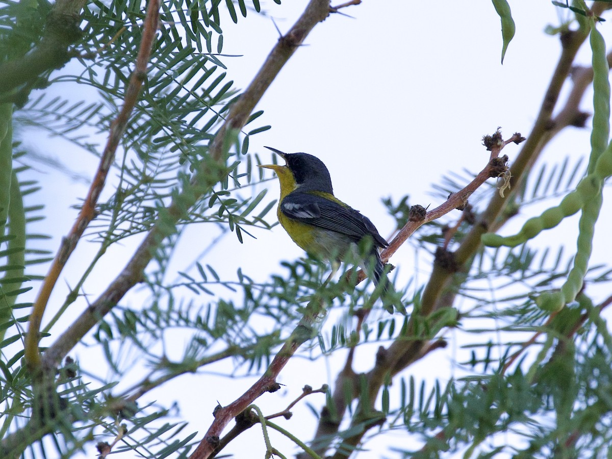 Tropical Parula - ML496119141