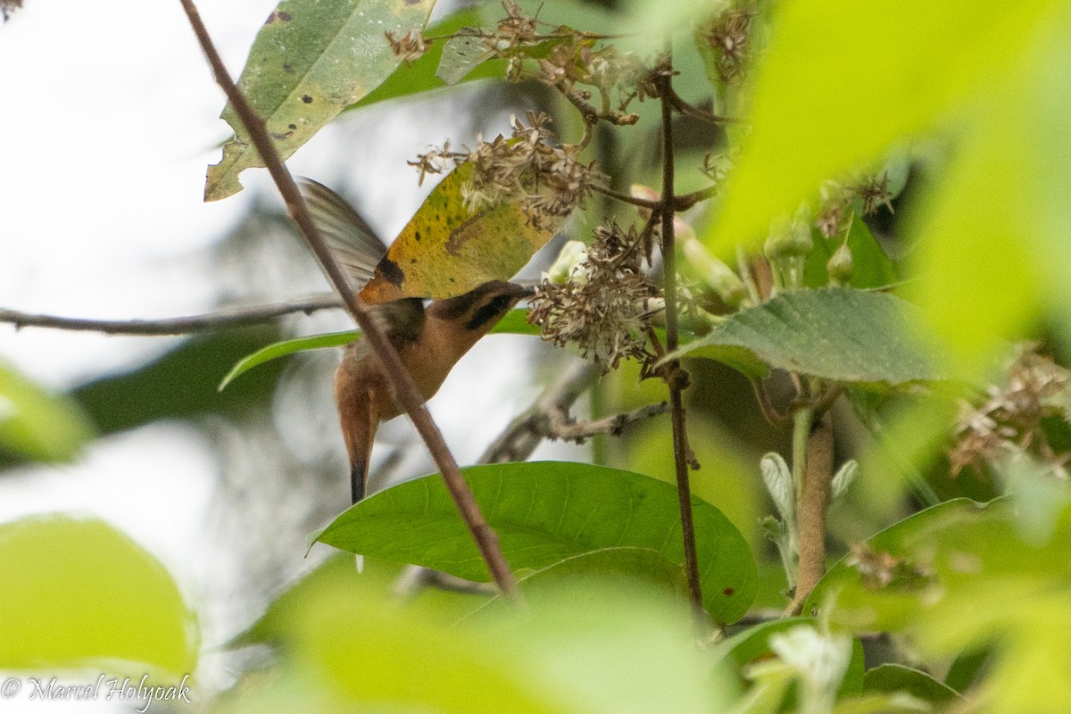 Gray-chinned Hermit - ML496119181