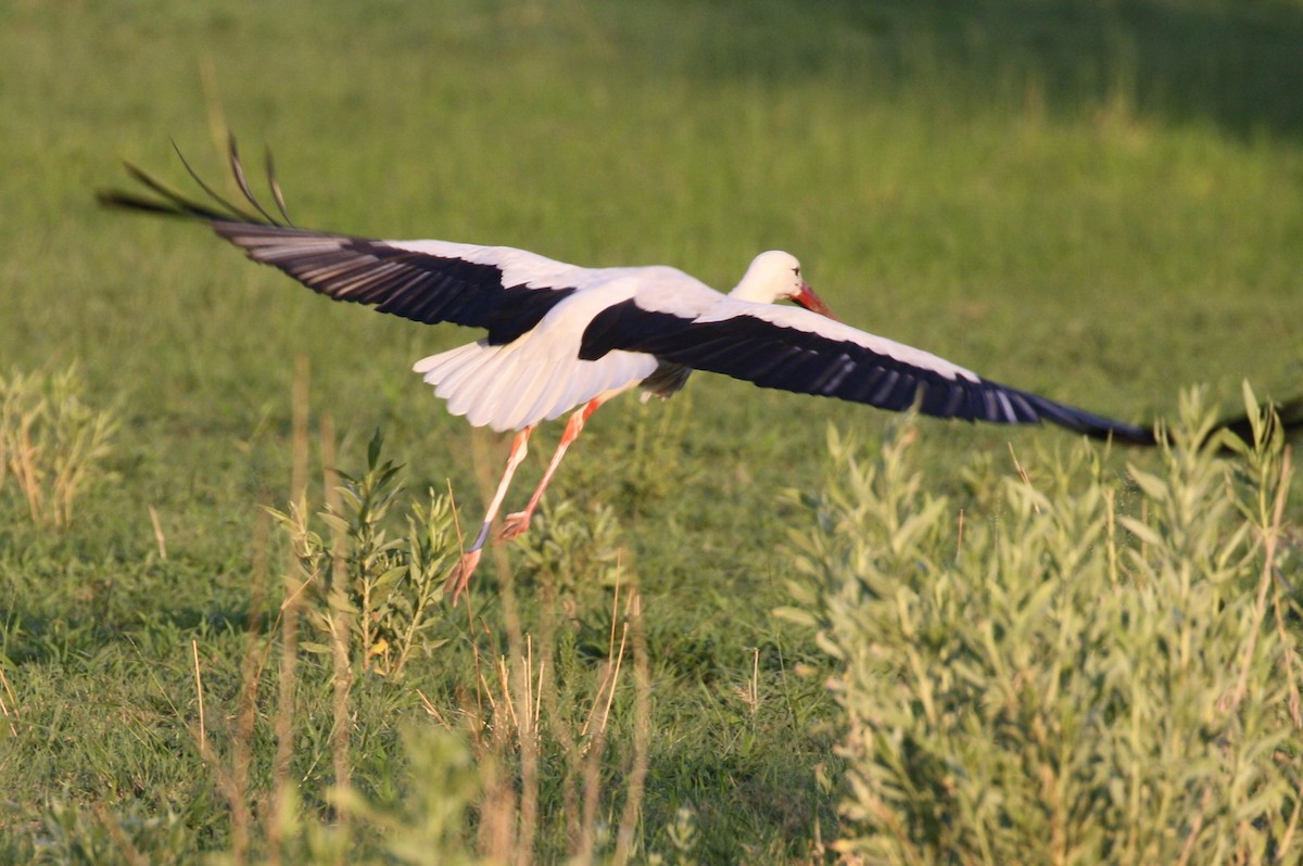 Cigogne blanche - ML496119191