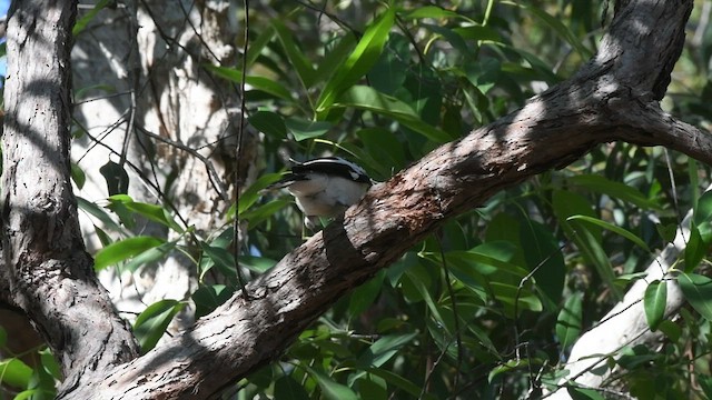 Black-backed Butcherbird - ML496120231