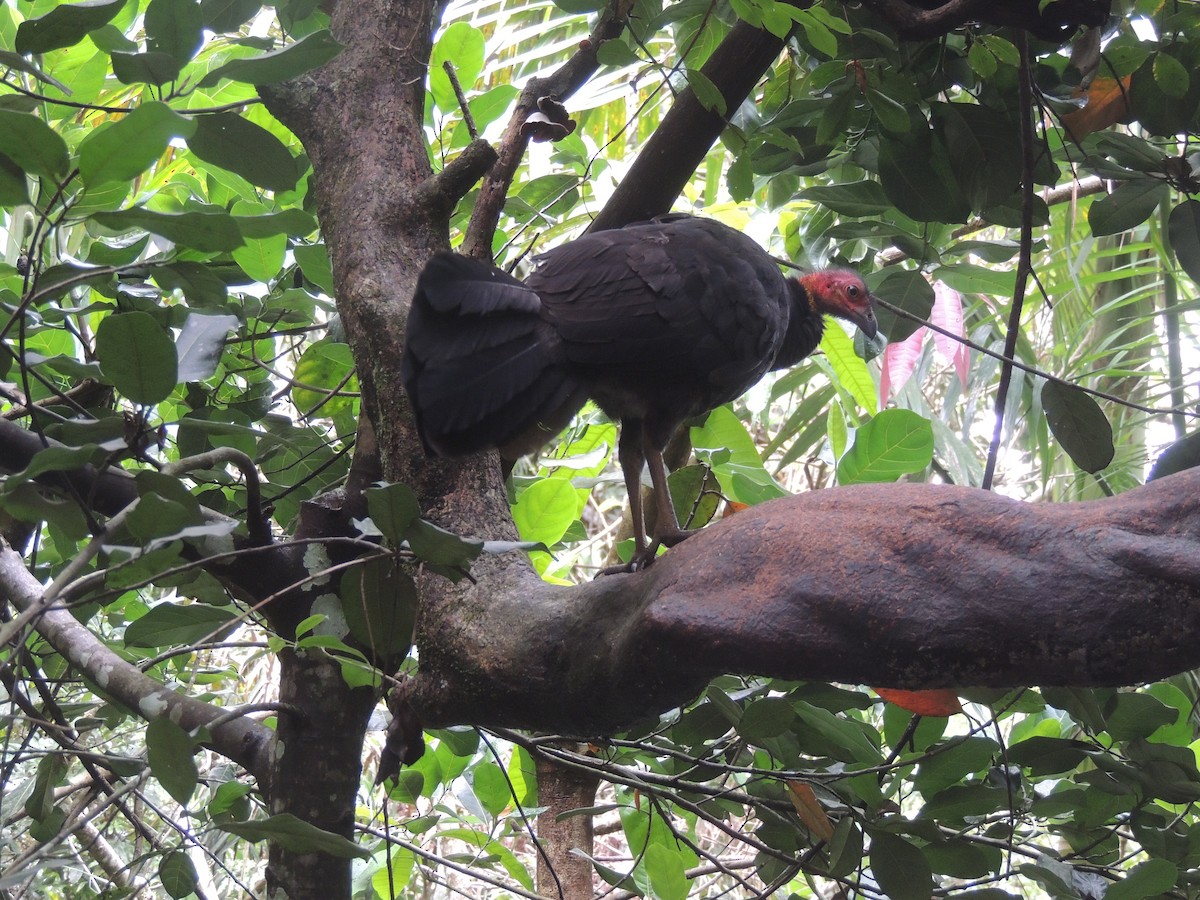 Australian Brushturkey - ML49612031