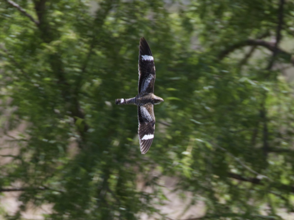 Common Nighthawk - ML496121631