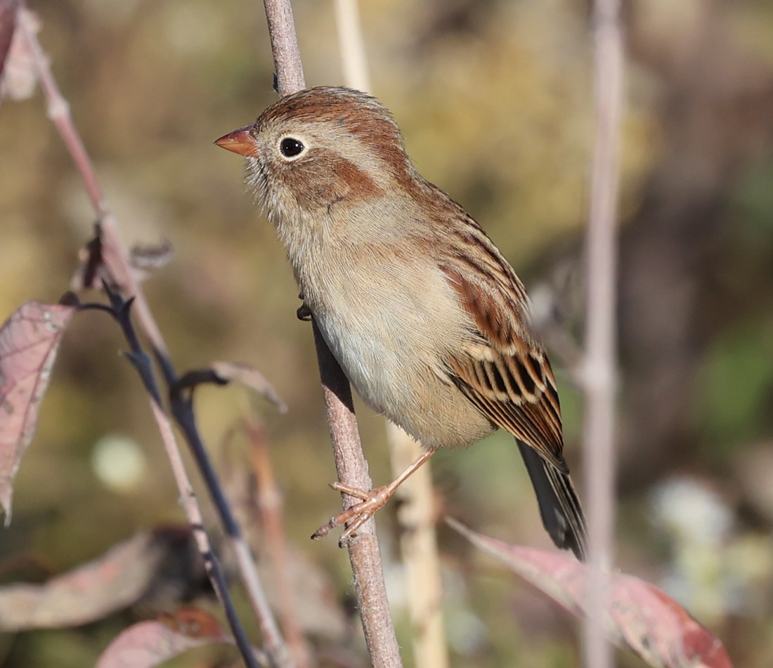 Field Sparrow - Kenn Kaufman