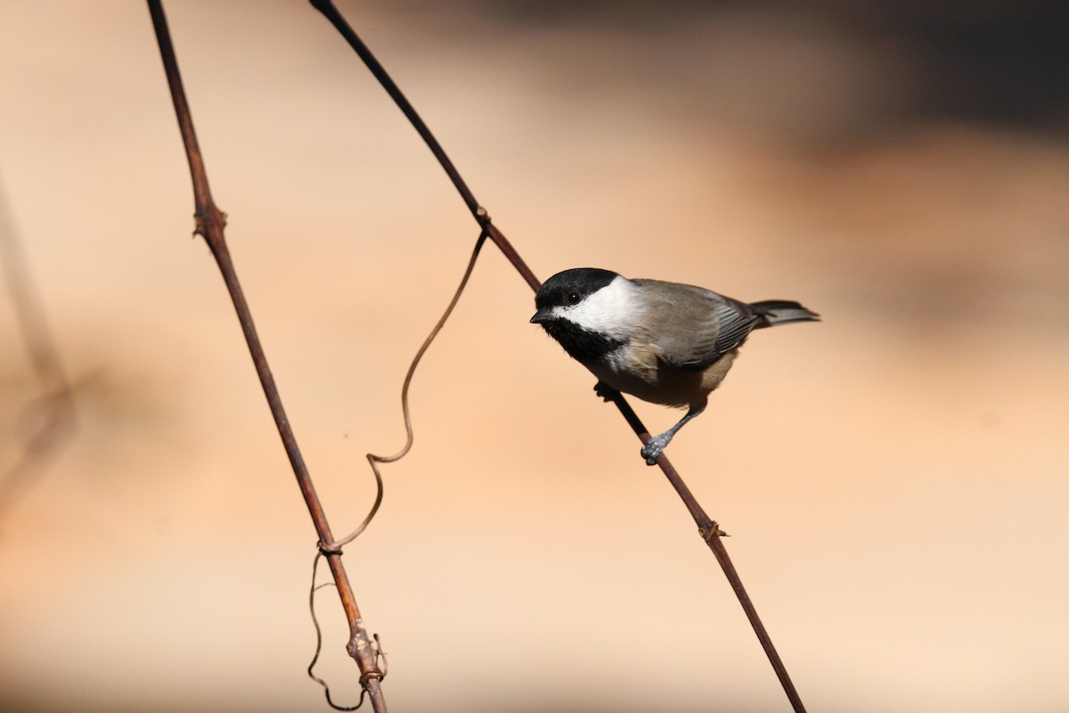 Carolina Chickadee - ML496123211