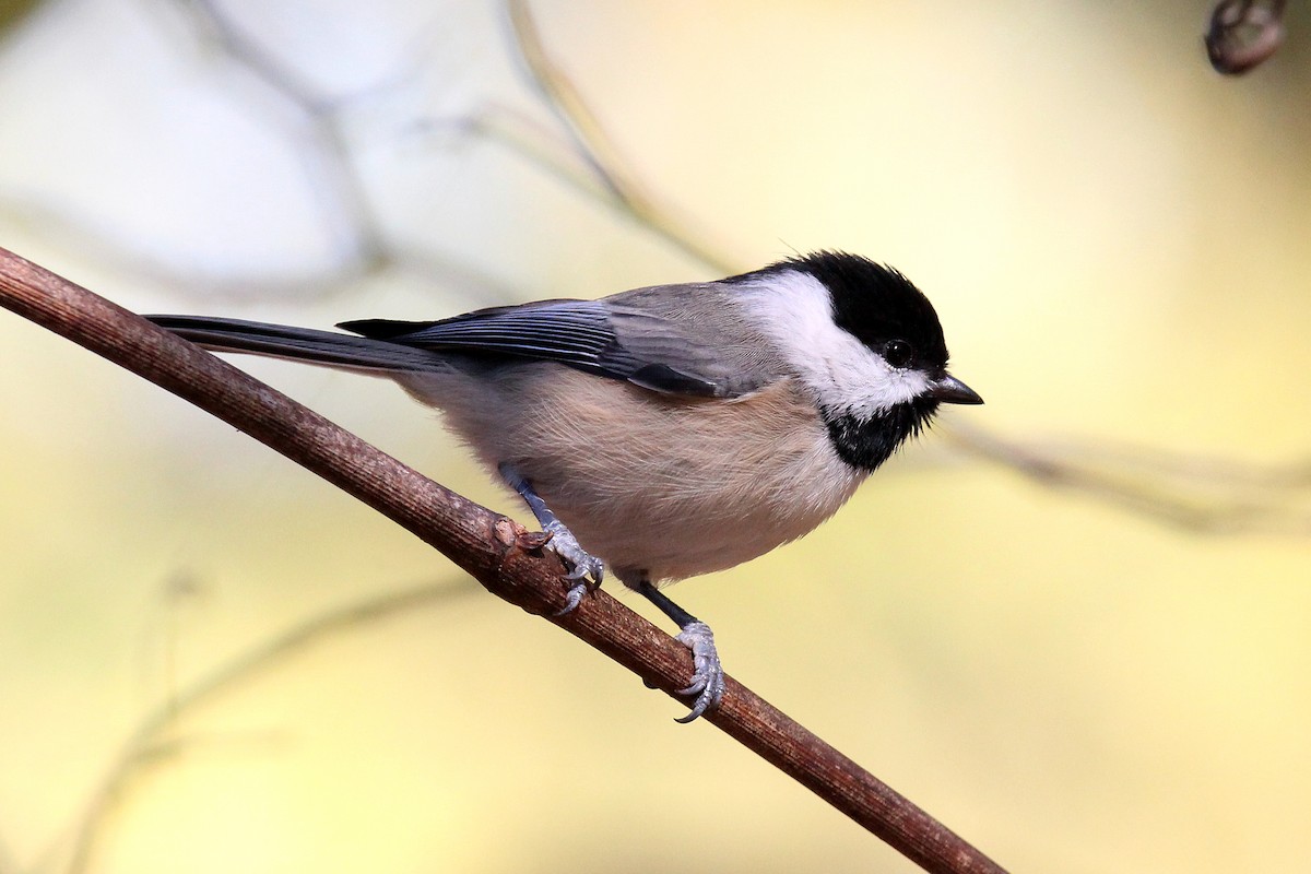 Carolina Chickadee - ML496123221