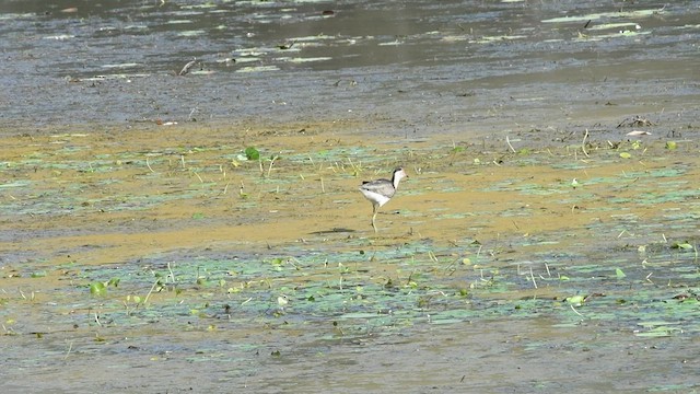 Comb-crested Jacana - ML496125661