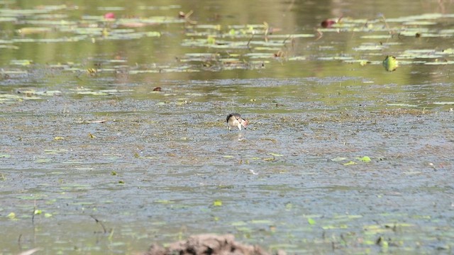 Comb-crested Jacana - ML496125701