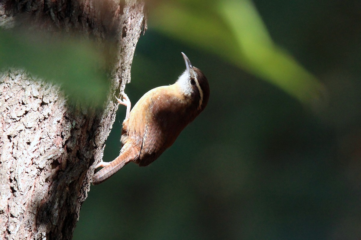 Carolina Wren - ML496125731