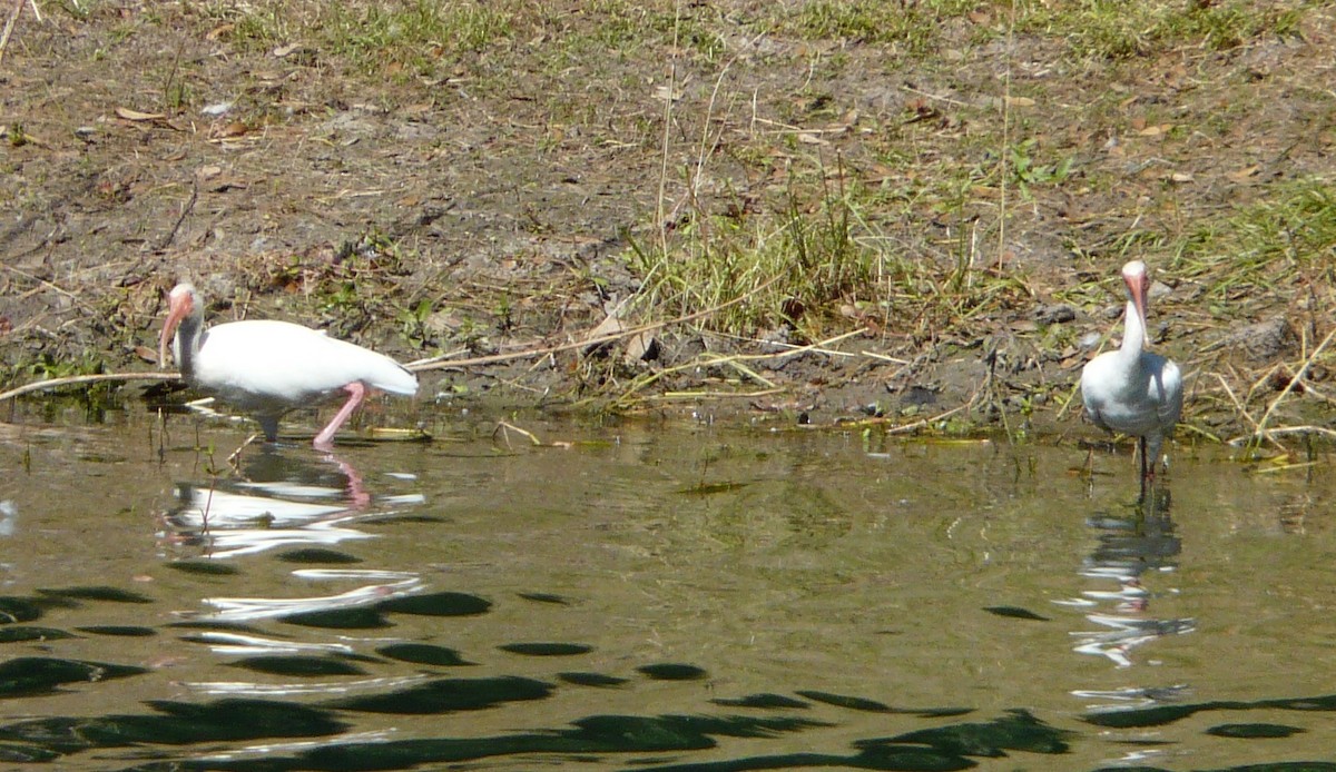 White Ibis - ML496125941