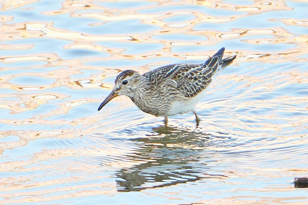 Bécasseau à poitrine cendrée - ML496126621