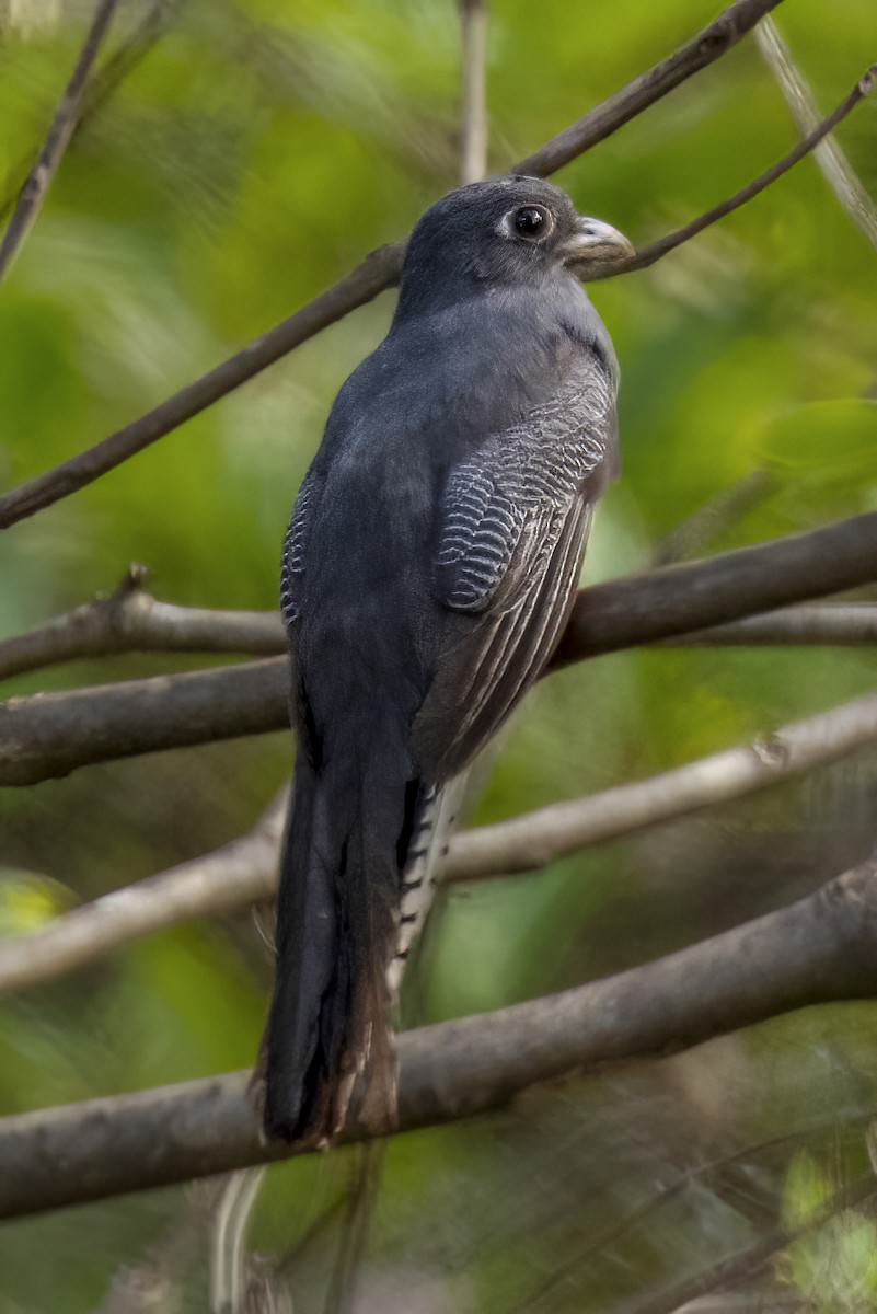 Blue-crowned Trogon - ML496126641