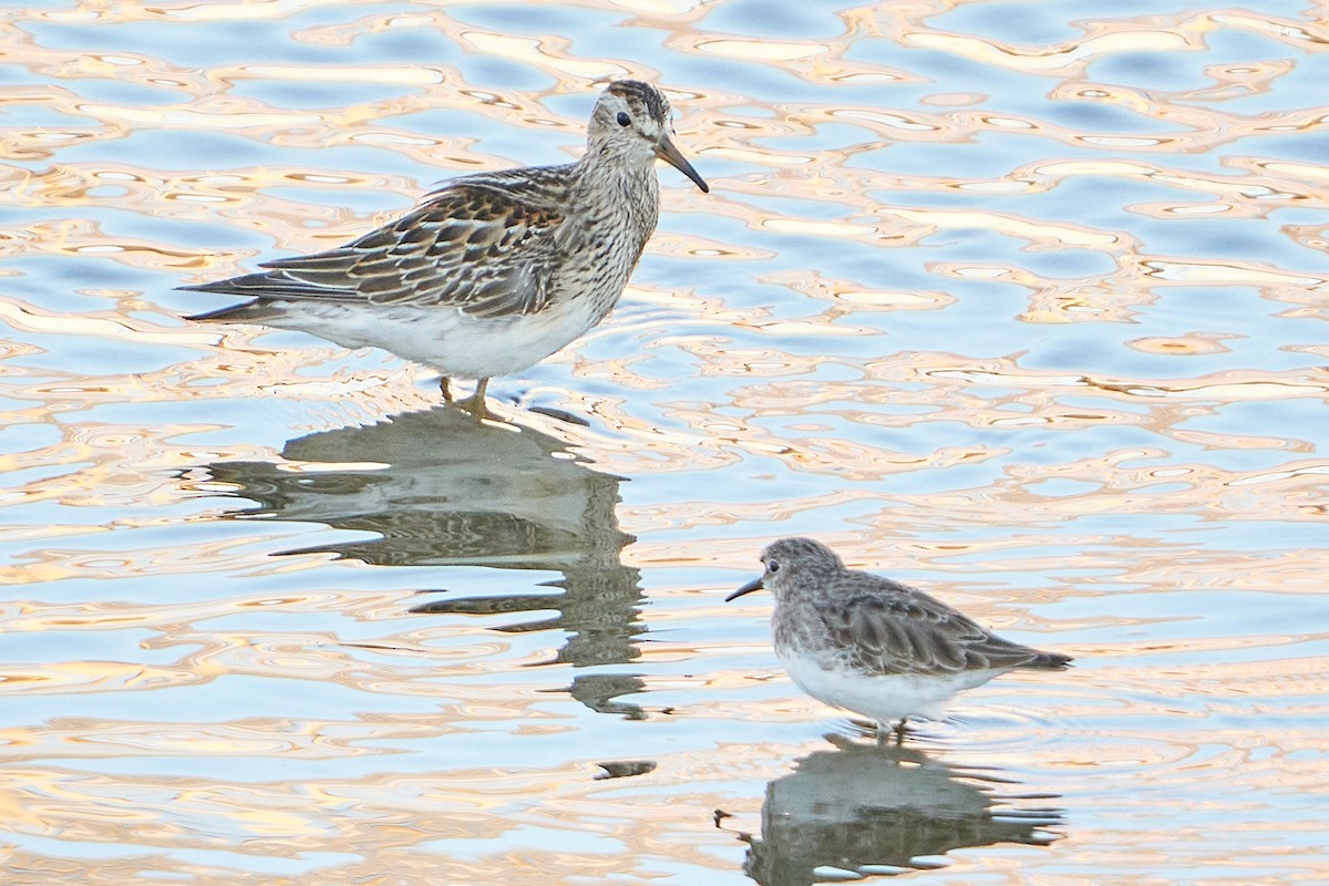 Pectoral Sandpiper - ML496126651