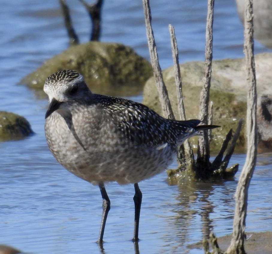 American Golden-Plover - Christopher Daniels